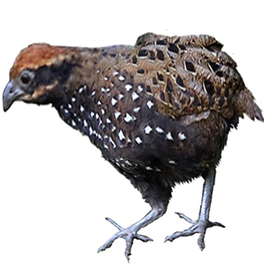 Stripe-faced Wood Quail